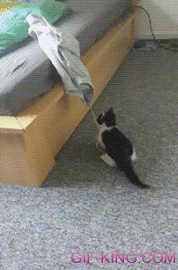 Kitten Pulls Down Trouble