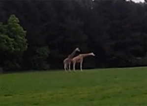 Giraffe Mating Fail