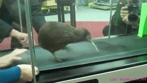 Kiwi On A Treadmill