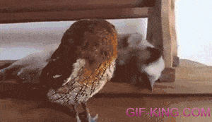 Cat Petting Owl