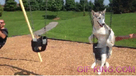 Happy Dog Swinging