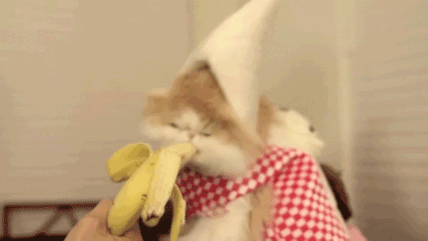 cat eating banana