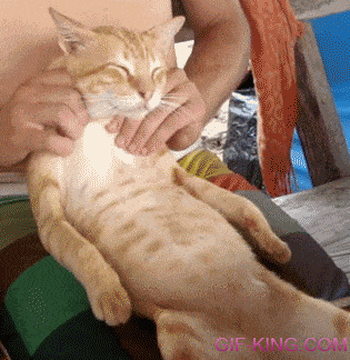 Cat Getting A Back Massage