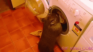 Laundry Wombat