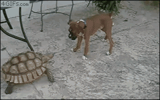 tortoise chasing dog