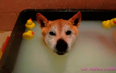 Rubber Duck on a Dog's Head