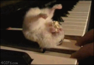 Hamster Eating Popcorn on Piano