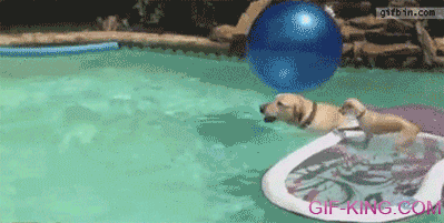 Puppy Surfs On Dog's Back Across Pool