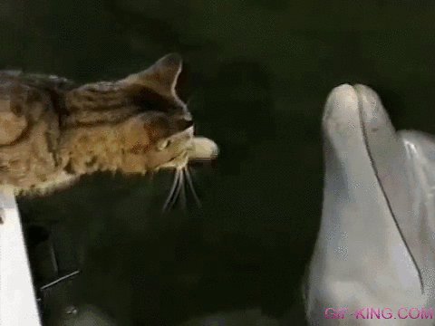 Cat And Dolphin
