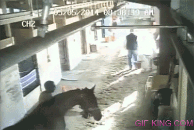 Horse Attacks