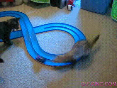 Ferret Chasing Toy Car