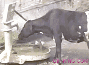 Clever Cow Using A Water Pump