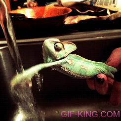 Chameleon Washing His Hands