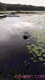 Dog Saves Baby Bird In Lake