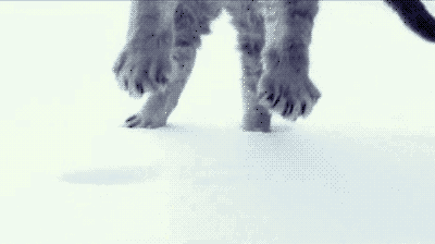 cat falling through the snow