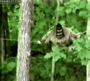 Raccoon Walks A Tightrope