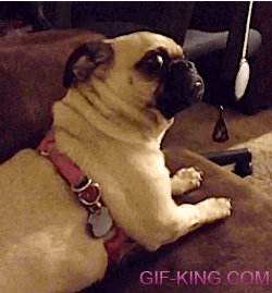 Pug gives you the stink eye