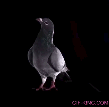 Pigeon Slow Motion Vertical Take Off