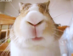 Cute Chewing Rabbit