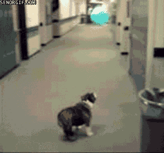 Bulldog playing with balloon