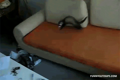 ferret table jump fail