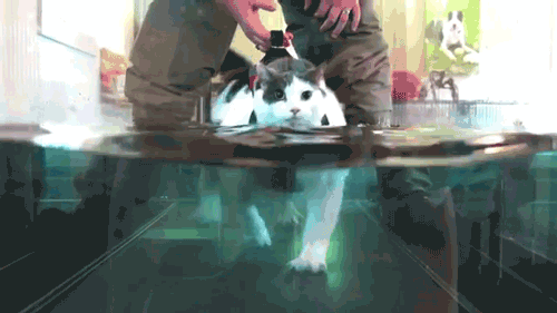 Aqua-Gym Cat