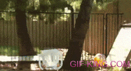 Cool Goat Jumps Over 5-Foot Fence