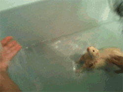 Ferret Bathtime