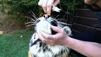 Pulling a bad tooth on a Tiger