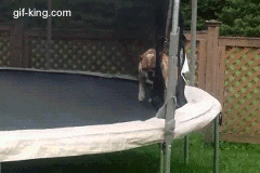 This trampolining bulldog