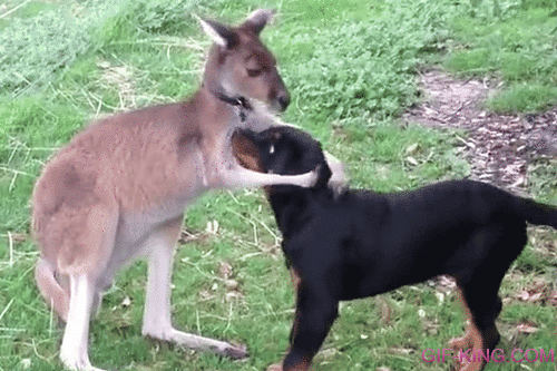 kangaroo is petting his doggy