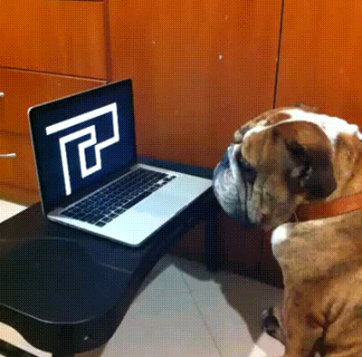 Dog is Not Amused by Human Prank