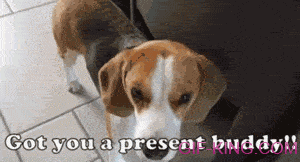 Beagle Gets A Present