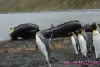 Penguin vs Rope