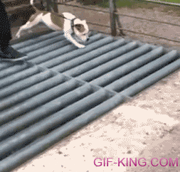 Dog vs Cattle Grid