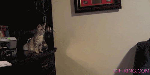 Kitten Jumping Fail