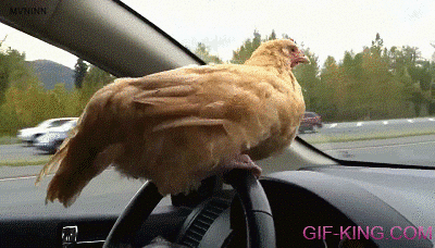 Driving Chicken