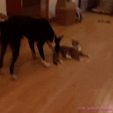 Cat Makes Dog Play Dead