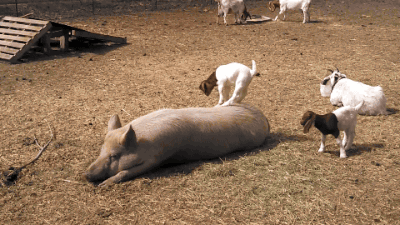 baby goat on pig