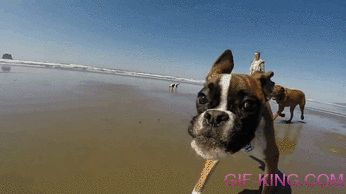Two Legged Dog Running on the Beach
