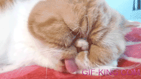 Sleeping Cat Tongue