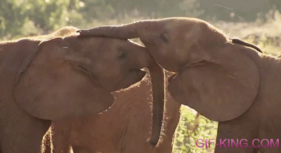Elephants Lover