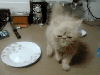 This Cat Dances Like a Drunk Norwegian