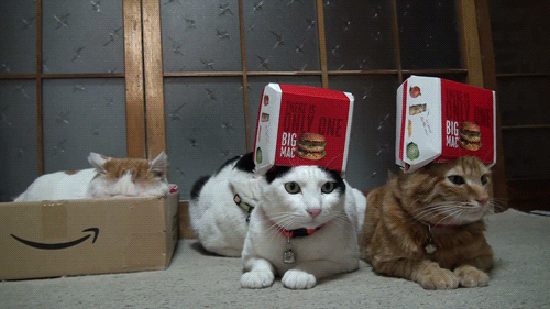 Cats in Big Mac hats