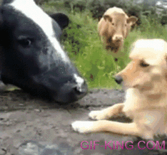 Cow Kisses Dog