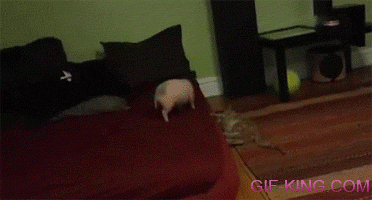 Pig and Cat Playing With Each Other