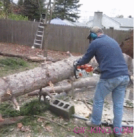 Tree Stands Back Up After Being Cut Down