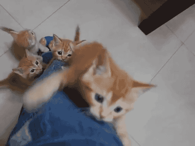 kittens are coming for you