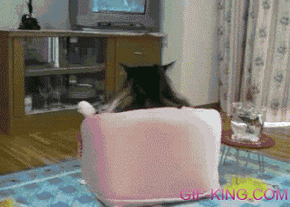 Lazy Cat Watches TV Like People