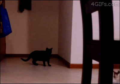 Cat does parkour to escape a kitten attack